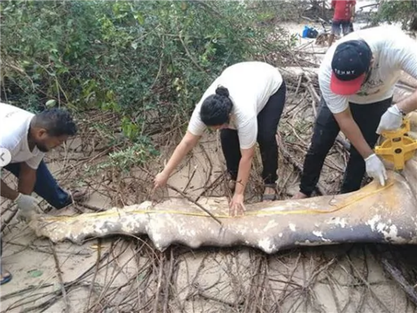 8米长10吨重的座头鲸 神秘现身亚马逊丛林!