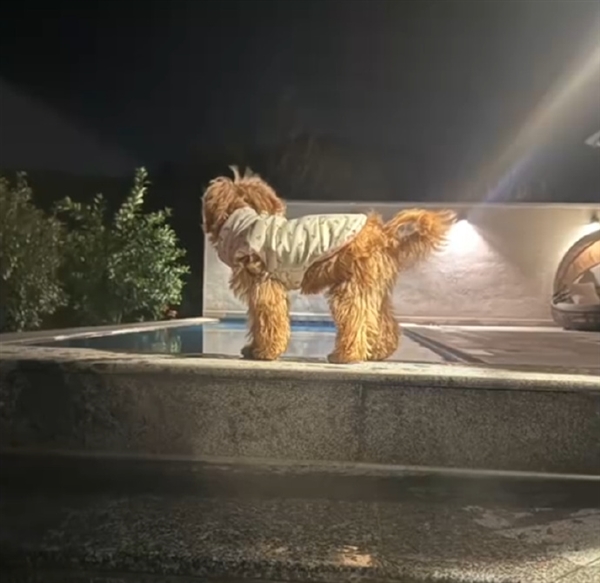 入住宠物友好酒店退房后遭“提灯定损”:拒退1000元押金 另收500元清洁费