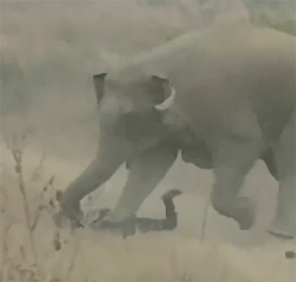 印度男子冒险和野象自拍激怒后者：遭反复抽打 被活活踩死