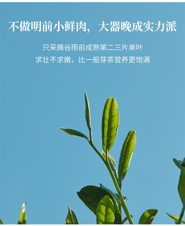 中华老字号！徽六六安瓜片茶大促：券后17.2元到手