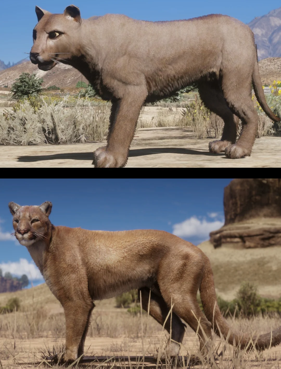 美洲狮模型对比