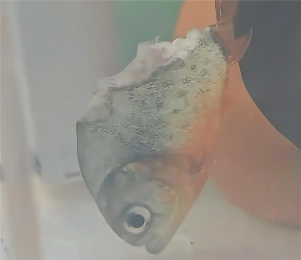 饲主回应鲳鱼一半被吃4天没死：属食人鱼 体质较强