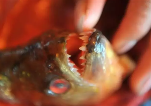 饲主回应鲳鱼一半被吃4天没死：属食人鱼 体质较强