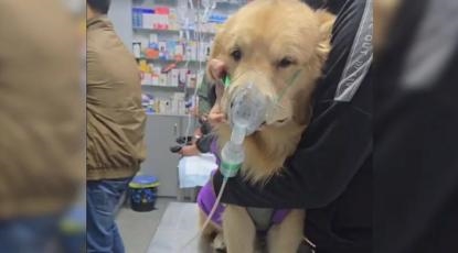 印度PM2.5浓度超安全值15至20倍：大量动物呼吸困难