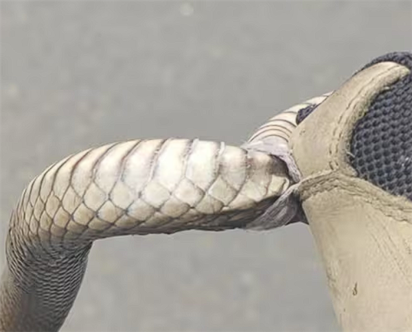 1毫克就可致死！女子户外寻宝 世界第二毒蛇钻入鞋内