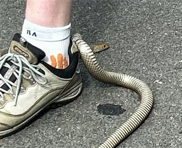 1毫克就可致死！女子户外寻宝 世界第二毒蛇钻入鞋内
