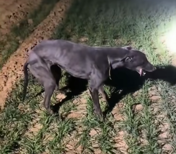 细狗拉练高速跑时突然原地石化生死不明 狗主人：跑了20分钟