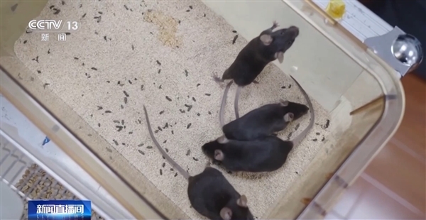 首次太空出征！我国四只“飞天小鼠”名字揭晓 还有专属卡通形象