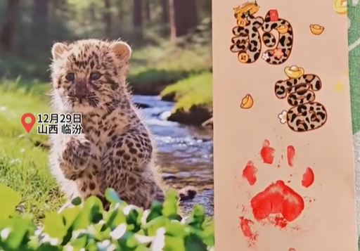 动物园用金钱豹爪印做日历寓意新年豹富 园方：不对外售卖