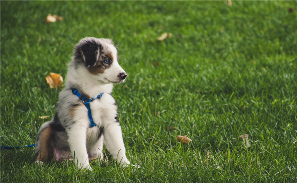 史上最严!今起遛狗不拴绳最高拘留10天