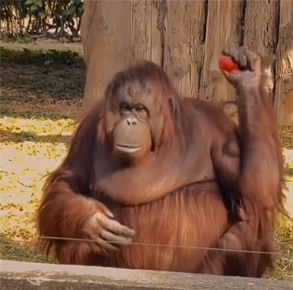 动物园里红毛猩猩被投喂后抱拳致谢 网友:再进化该上班了