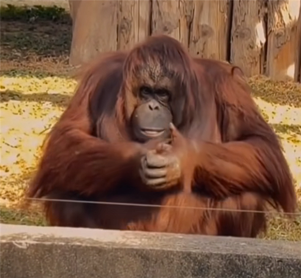 动物园里红毛猩猩被投喂后抱拳致谢 网友:再进化该上班了