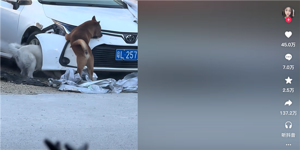 光天化日下两条狗拆了一辆日本车
