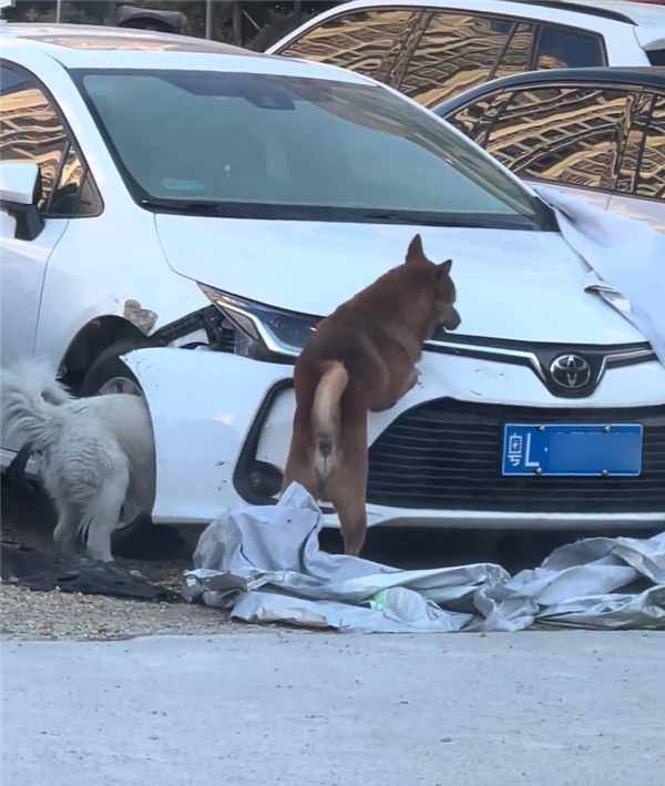 光天化日下两条狗拆了一辆日本车