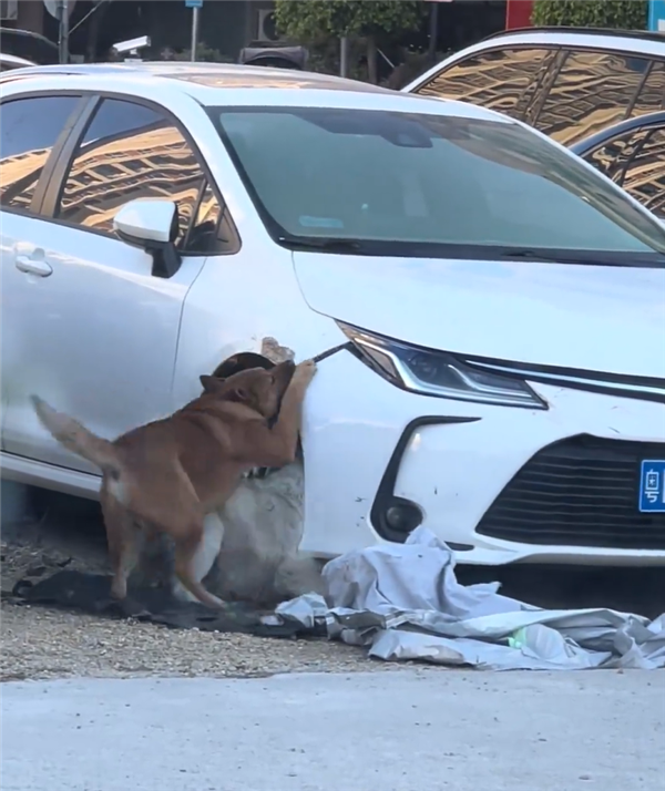 光天化日下两条狗拆了一辆日本车
