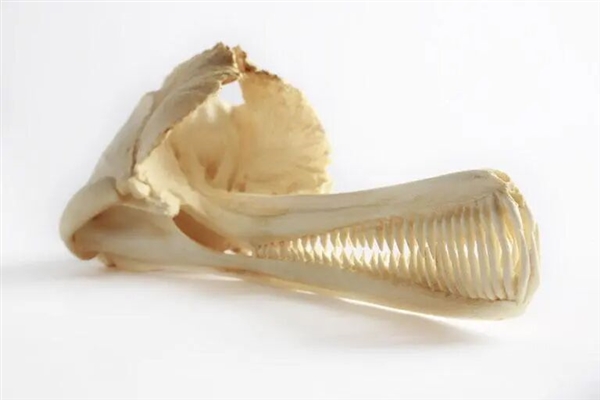 鲸鱼和鳄鱼的趋同进化！鲸鱼有很多地方都像鳄鱼 曾经也有鳄鱼很像鲸鱼