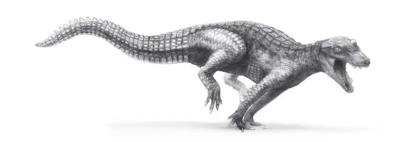 鲸鱼和鳄鱼的趋同进化！鲸鱼有很多地方都像鳄鱼 曾经也有鳄鱼很像鲸鱼