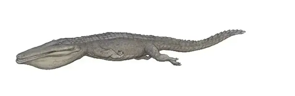 鲸鱼和鳄鱼的趋同进化！鲸鱼有很多地方都像鳄鱼 曾经也有鳄鱼很像鲸鱼