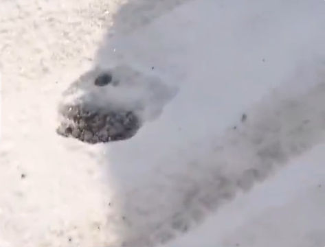 日本的熊不冬眠:寒冬仍有不少熊出没