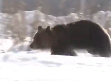 日本的熊不冬眠:寒冬仍有不少熊出没