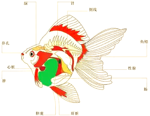 这鱼头都被吃掉了 为啥还能活着？竟然还活了2周