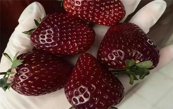 300元一斤的黑草莓是什么来头 专家揭秘