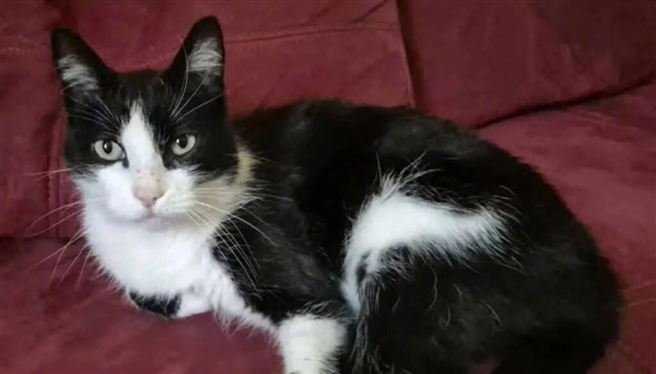 法国奶牛猫在西班牙走丢 徒步250公里创奇迹安全回家