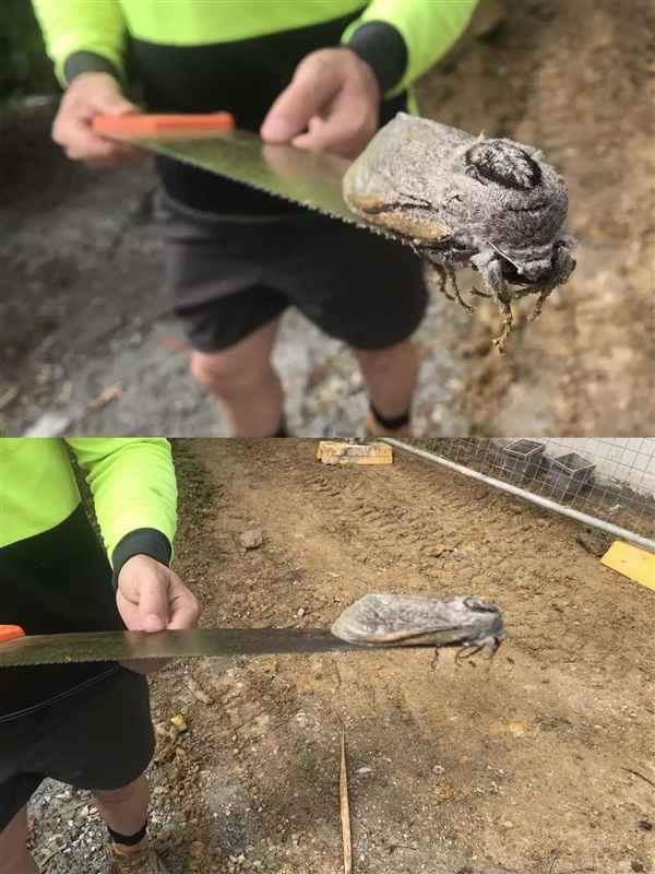 体型比老鼠还要大！澳洲有世界上最重的飞蛾