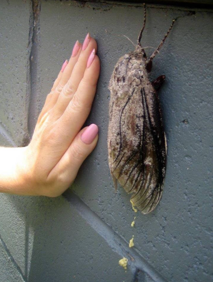 体型比老鼠还要大！澳洲有世界上最重的飞蛾