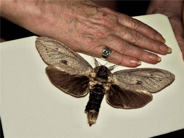 体型比老鼠还要大！澳洲有世界上最重的飞蛾