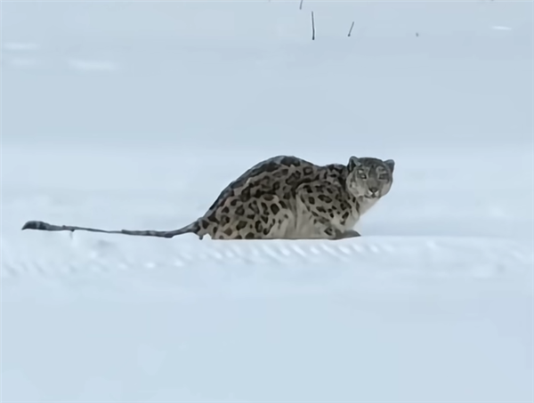 国家一级保护动物再闯祸!雪豹咬伤女子后又咬伤35只羊