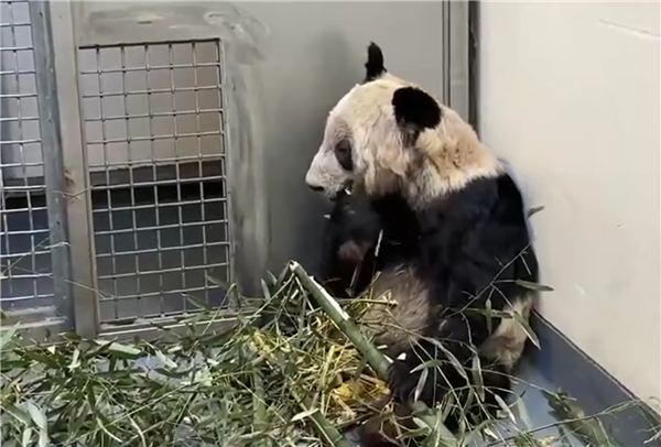 从瘦骨嶙峋到珠圆玉润 旅美大熊猫丫丫回国两年已判若两熊