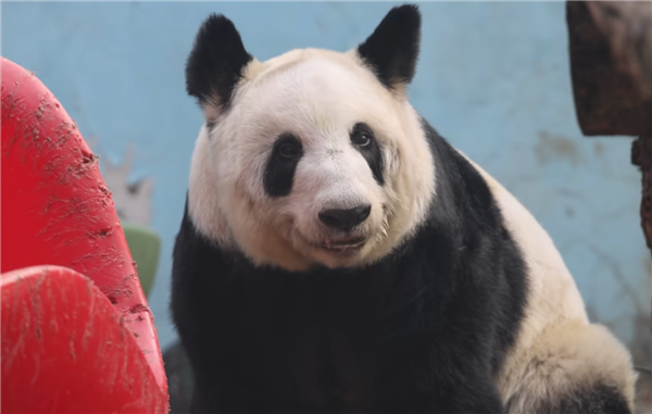 从瘦骨嶙峋到珠圆玉润 旅美大熊猫丫丫回国两年已判若两熊