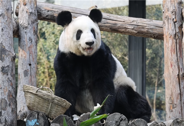 从瘦骨嶙峋到珠圆玉润 旅美大熊猫丫丫回国两年已判若两熊