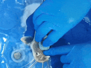 浙大研发出水下创可贴：仅需10秒快速强黏附 鲶鱼都能粘