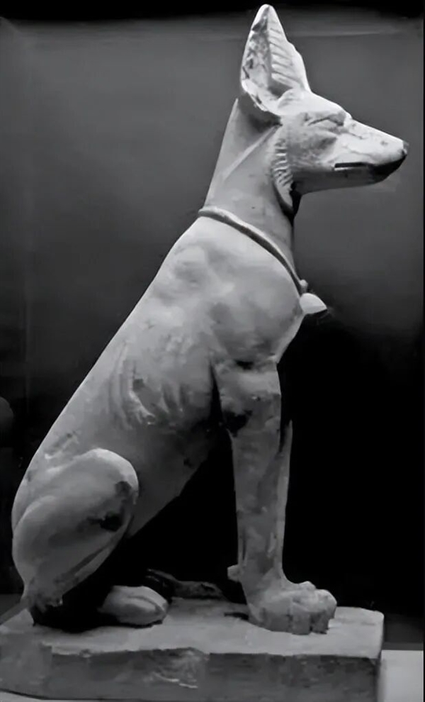 为什么绵羊会服从牧羊犬的指挥？出于恐惧还是信任