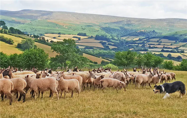 为什么绵羊会服从牧羊犬的指挥？出于恐惧还是信任
