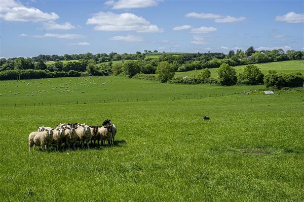 为什么绵羊会服从牧羊犬的指挥？出于恐惧还是信任