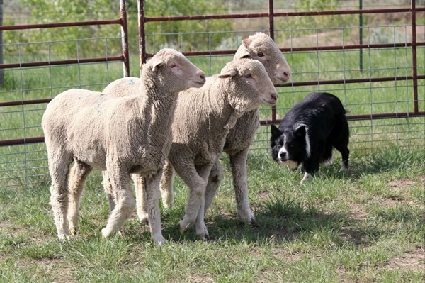 为什么绵羊会服从牧羊犬的指挥？出于恐惧还是信任