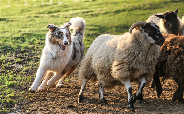 为什么绵羊会服从牧羊犬的指挥？出于恐惧还是信任