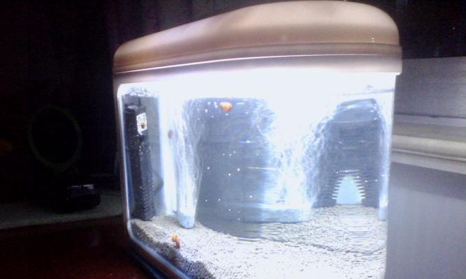 《明日之后水族箱获取解析》（解锁水族箱的方法及技巧）-第2张图片-