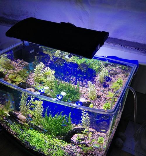 《明日之后水族箱获取解析》（解锁水族箱的方法及技巧）-第3张图片-