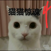 猫猫惊魂4