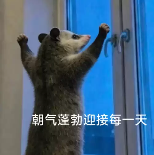 背手负鼠表情包6 背手负鼠表情包6